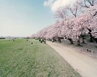 写真：宮川堤の桜